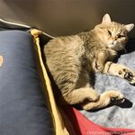 留学巨乳嫩妹付费订阅福利