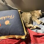 留学巨乳嫩妹付费订阅福利