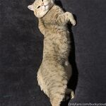 留学巨乳嫩妹付费订阅福利