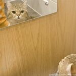 留学巨乳嫩妹付费订阅福利