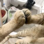 留学巨乳嫩妹付费订阅福利