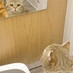 留学巨乳嫩妹付费订阅福利