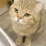 留学巨乳嫩妹付费订阅福利