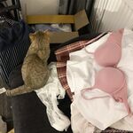 留学巨乳嫩妹付费订阅福利