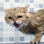 留学巨乳嫩妹付费订阅福利