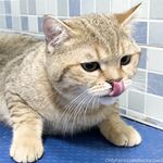 留学巨乳嫩妹付费订阅福利