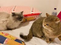 留学巨乳嫩妹付费订阅福利