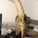 留学巨乳嫩妹付费订阅福利