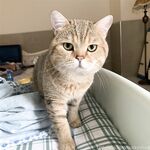 留学巨乳嫩妹付费订阅福利