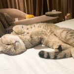 留学巨乳嫩妹付费订阅福利