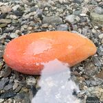 留学巨乳嫩妹付费订阅福利