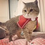 留学巨乳嫩妹付费订阅福利