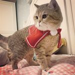 留学巨乳嫩妹付费订阅福利