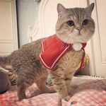 留学巨乳嫩妹付费订阅福利