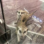 留学巨乳嫩妹付费订阅福利