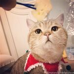 留学巨乳嫩妹付费订阅福利