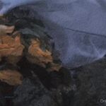 留学巨乳嫩妹付费订阅福利