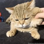 留学巨乳嫩妹付费订阅福利