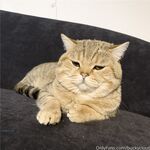 留学巨乳嫩妹付费订阅福利