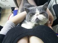 轩子高清无水印