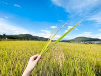 推特超火清纯系校花美少女《不二妹妹》精彩福利视图流出 宅男的最爱