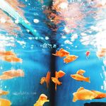 【唯美佳作❤️极品推荐】最新推特色影师『YUZA』唯美新作 一丝不挂 性爱与灵欲完美结合 高清私拍443P 高清720P版