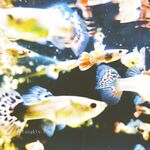 【唯美佳作❤️极品推荐】最新推特色影师『YUZA』唯美新作 一丝不挂 性爱与灵欲完美结合 高清私拍443P 高清720P版